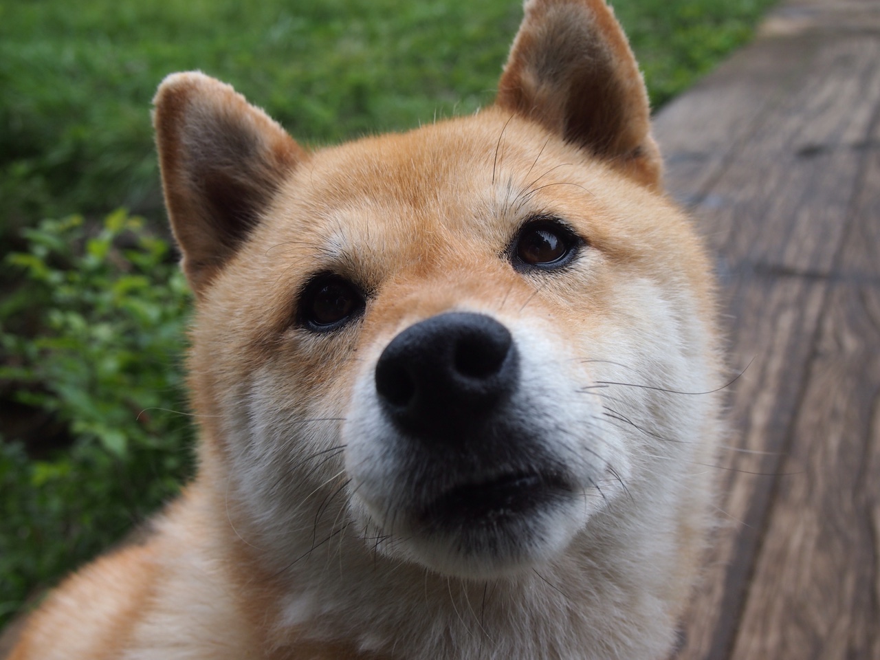 塞内加尔队在巴黎奥运会比赛中多次通过快速反击得分，塞内加尔队大名单